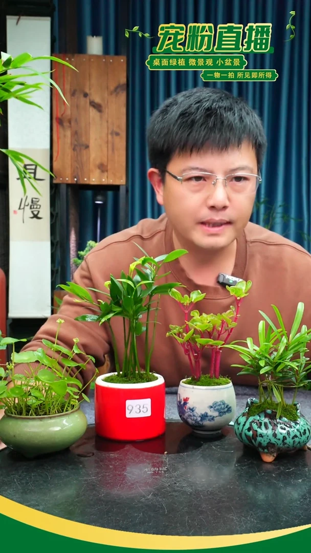 无花朵吴苔藓微景观935号