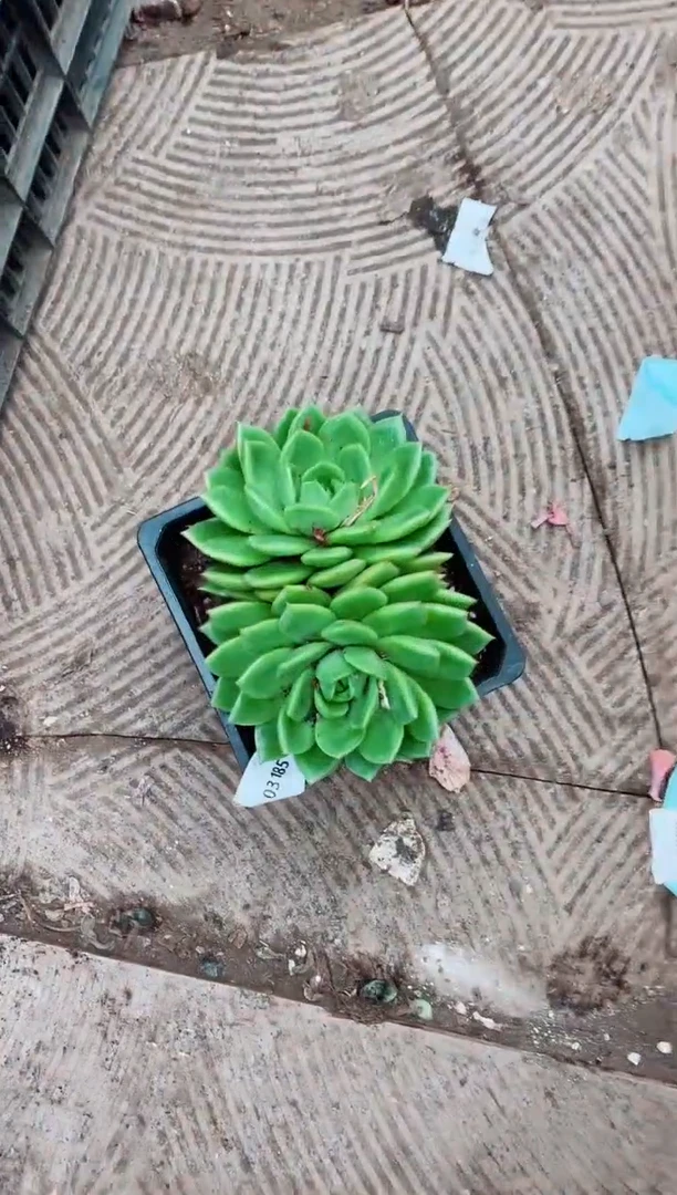 03185多肉植物一物一拍