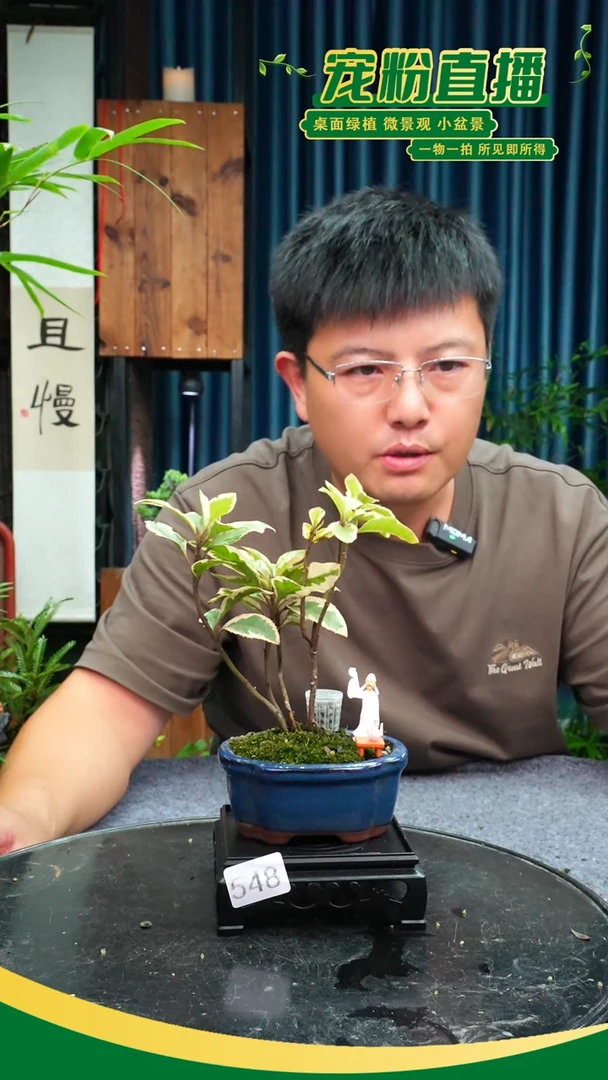 无花朵春*苔藓微景观548号