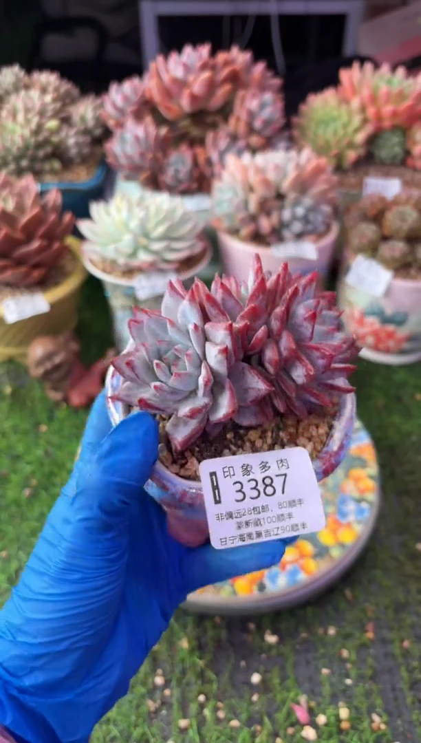 昆明印象多肉3387