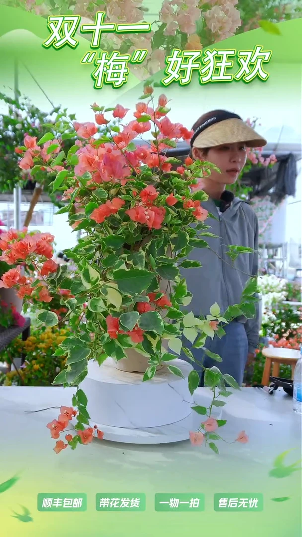 大部分花苞少量开放蜡染橙