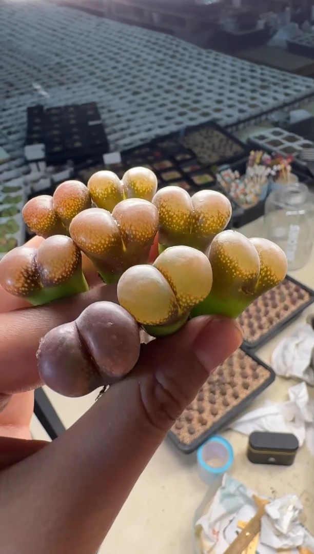 13-109多肉植物hd风铃一颗