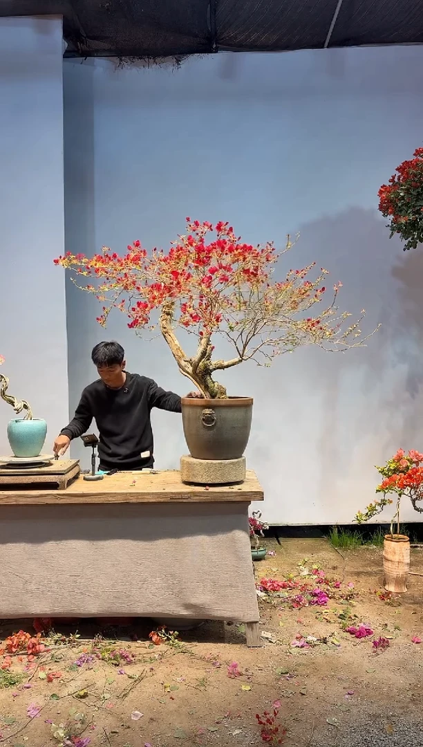 以实际为准三角梅96