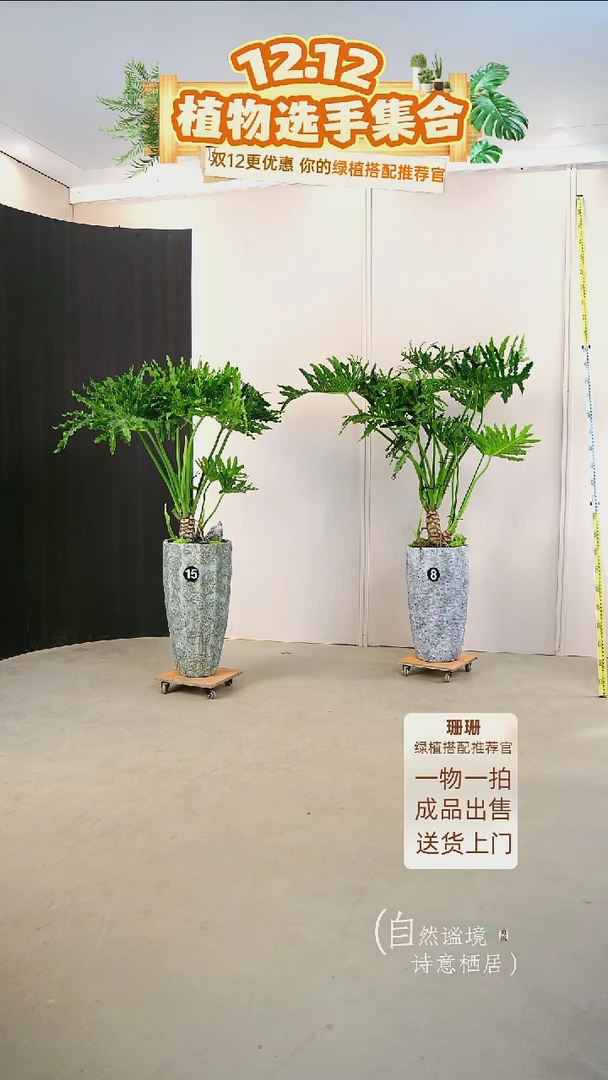 无花朵唐*然龙鳞春羽连盆种好栽好一整套送货上门