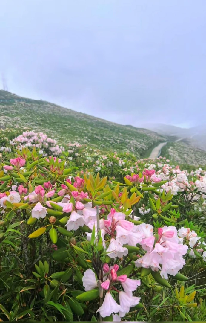 浓香型耐寒耐旱可室内阳台种植的杜鹃花盆栽