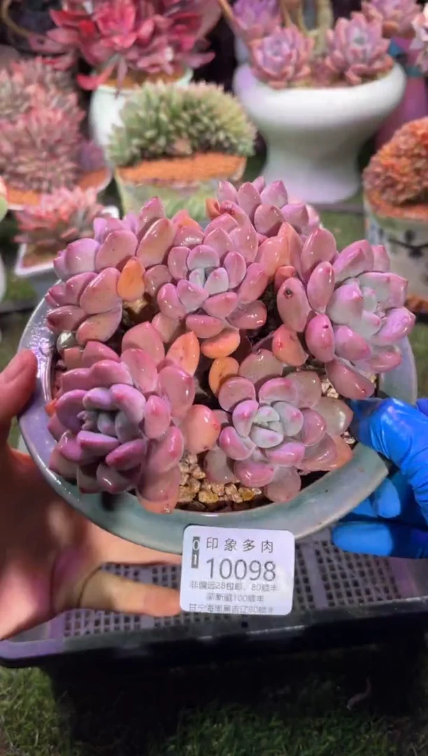 【闪购商品】10098