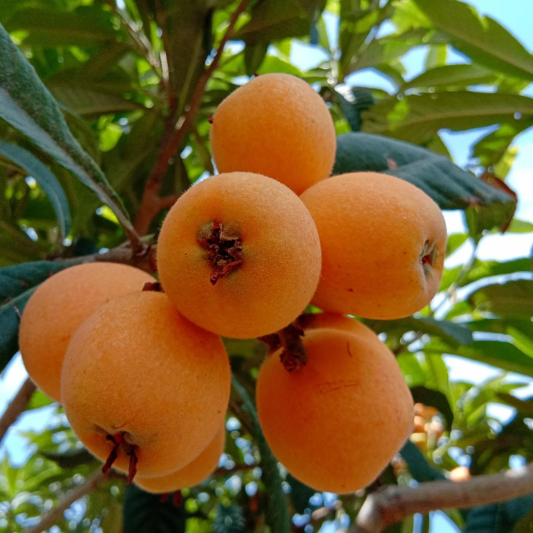 《包邮》四川大五星枇杷3-5斤高山老树新鲜水果现摘现发香甜多汁