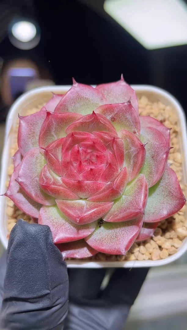 闪购1874  红猫多肉一颗