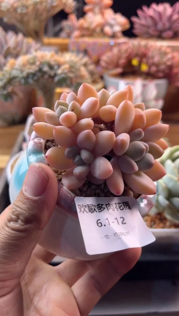 6.1-12香玉111111111