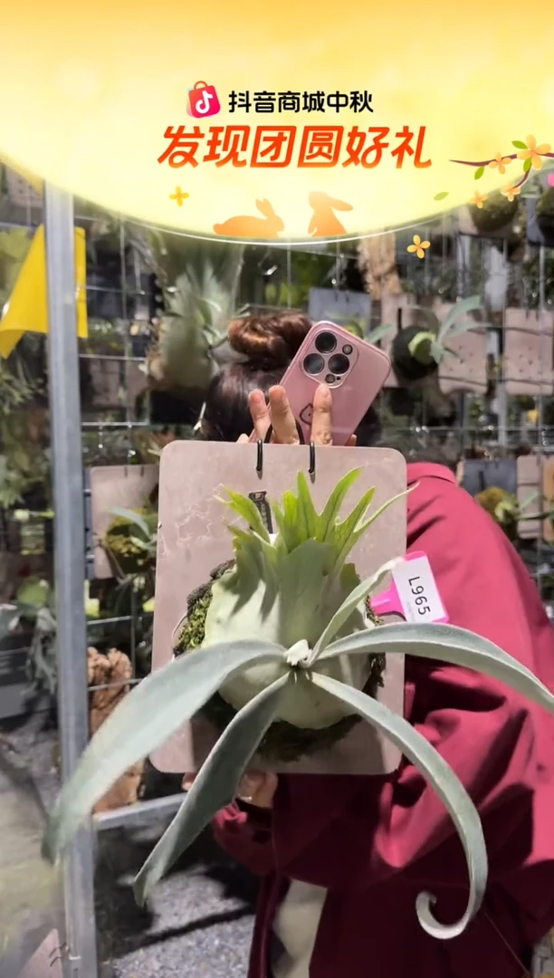 不开花植物L965-AR孢子苗