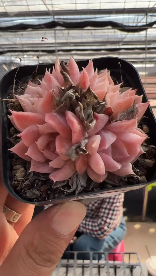 【闪购商品】新款多肉-131