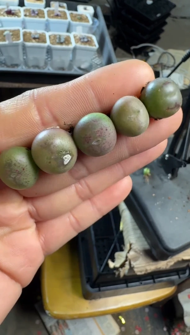 【闪购商品】17-250一颗