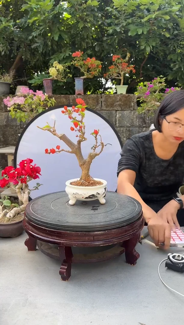 寻*三角梅同安红