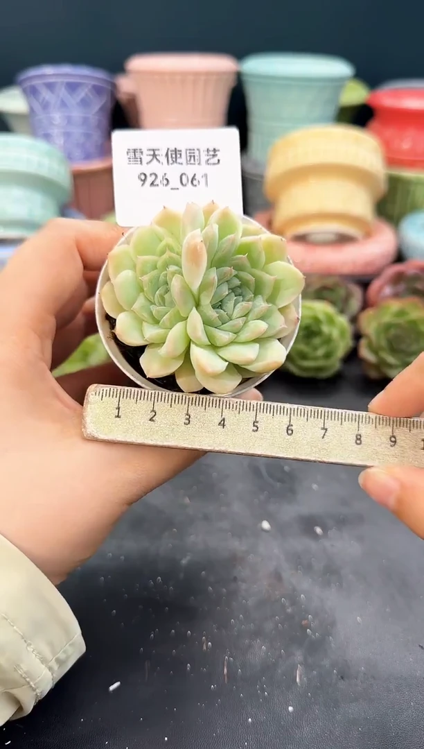 926-061青山（冠幅5cm）