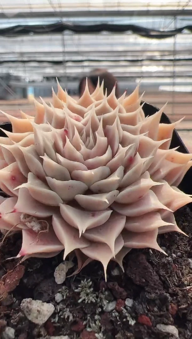 【闪购商品】新款多肉-37