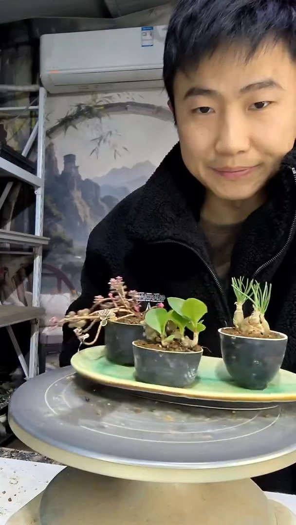 宁****1中青园艺一物一拍花67