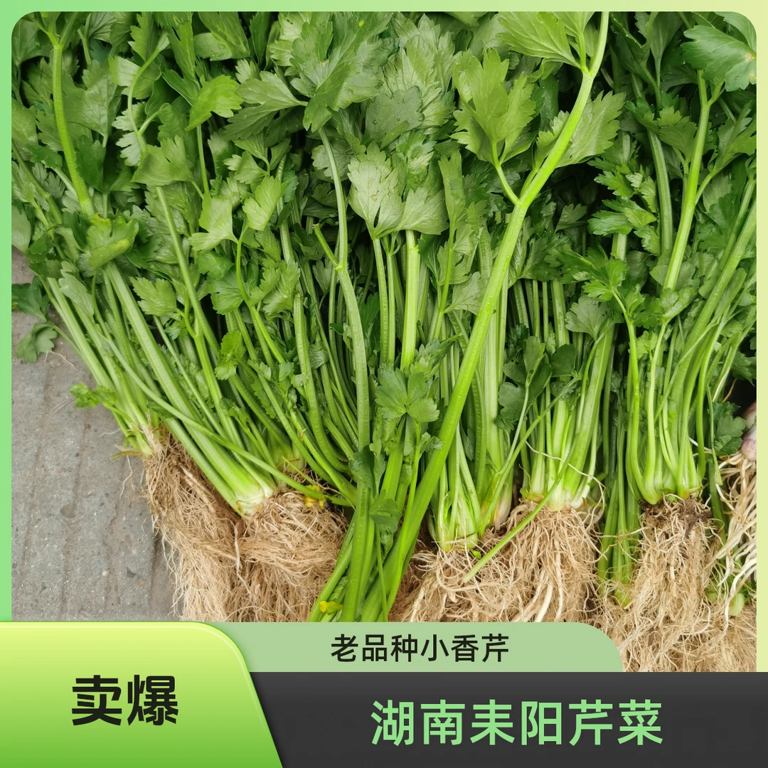 湖南耒阳农家自种老品种小香芹土芹菜