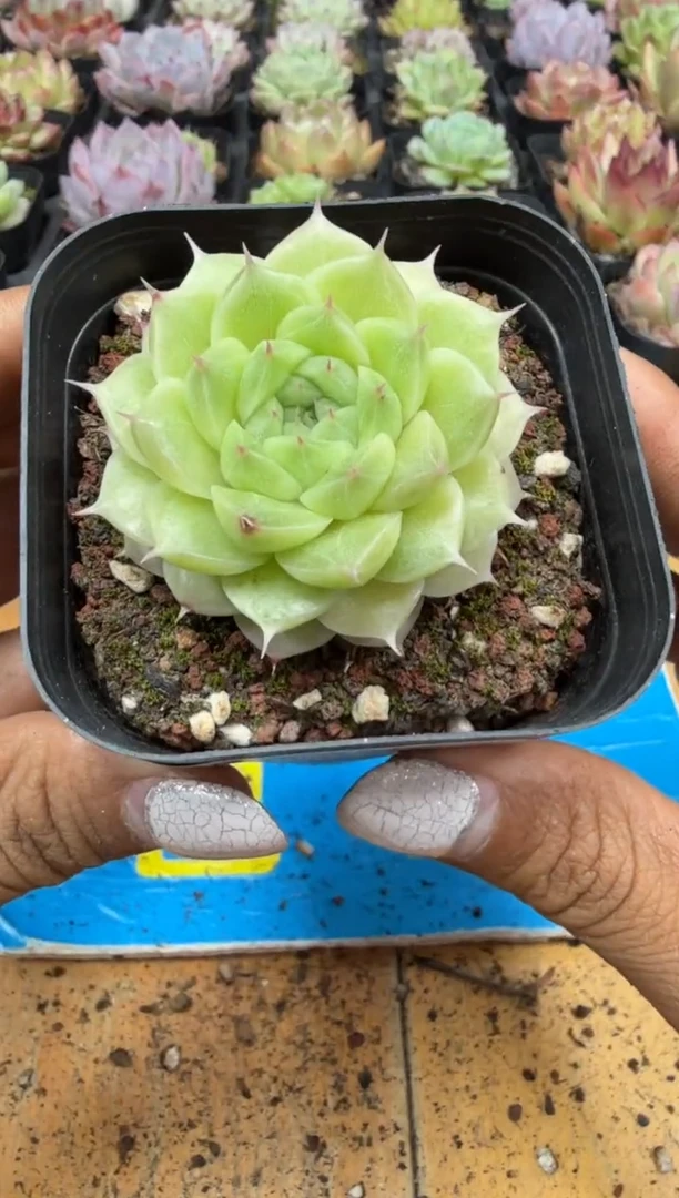 东云多肉园二店-1094