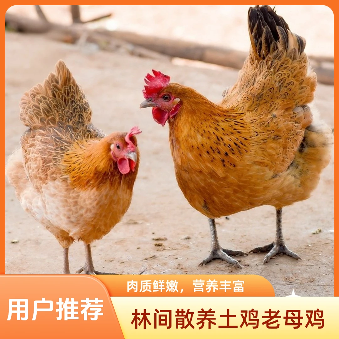 正宗皖南土鸡放养林间黄油老母鸡1只毛重3斤多净重2.5斤烧烤食材鸡肉同城配