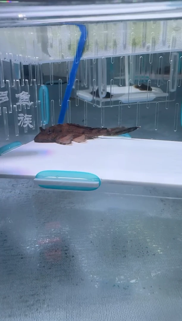 清道夫6.6不包入缸损60