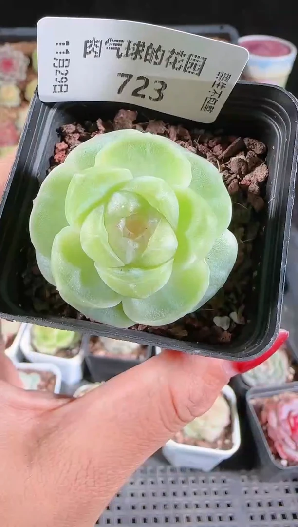 多肉1129-723流光（群生不包整）