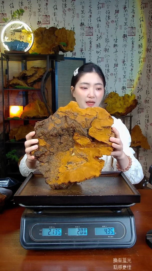 松针层孔菌中国大陆【藏区 野生】松树桑黄（4.02斤）50-60年份
