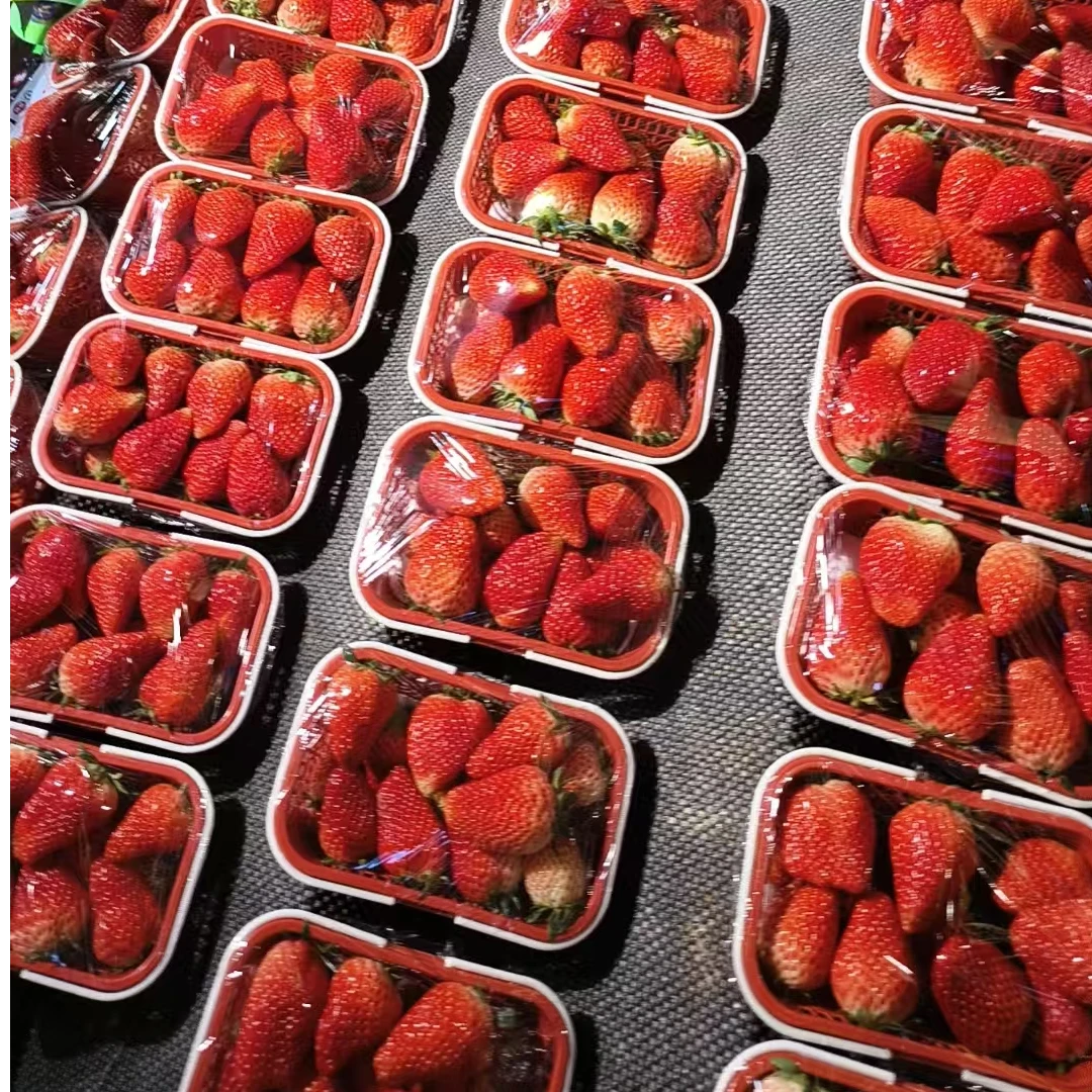山西太谷红颜奶油草莓 20元/2盒  1000g99红颜中国大陆