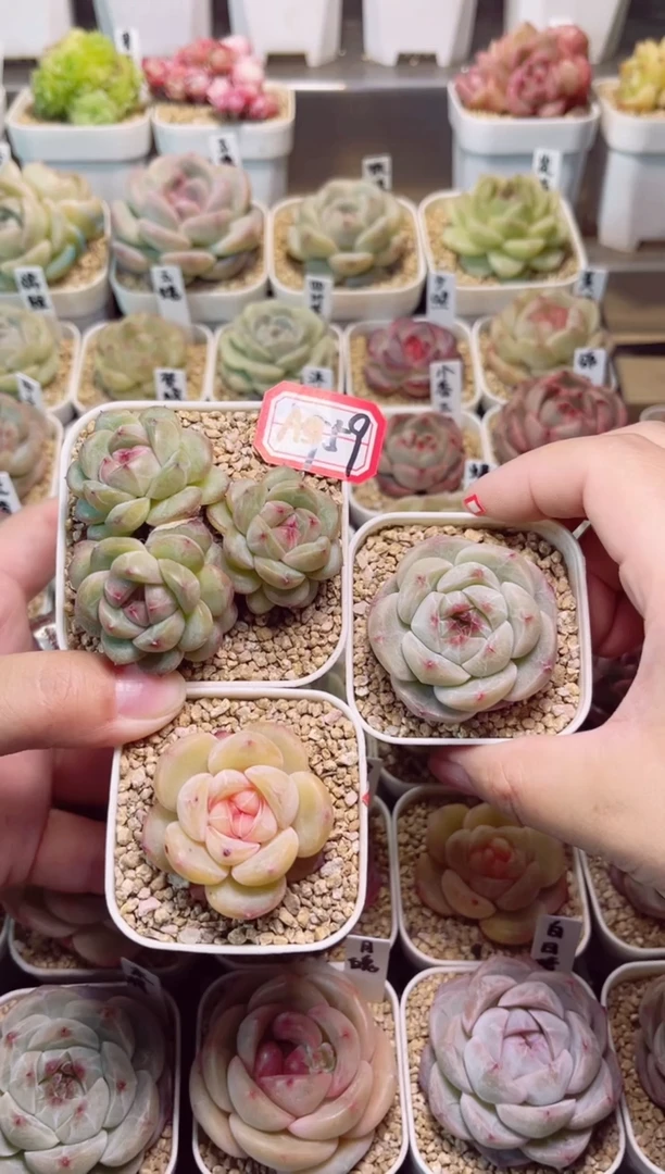 A959只此青绿和润舒和木槿