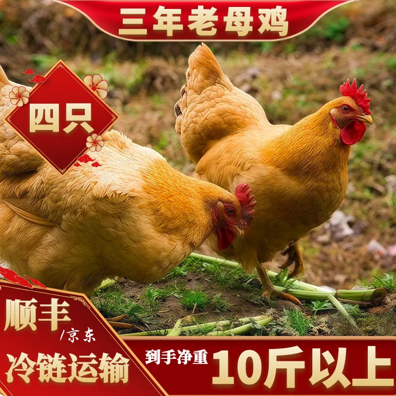 【大喜】放养3年黄油老母鸡 单只净重2.5斤 4只净重10斤买三送一