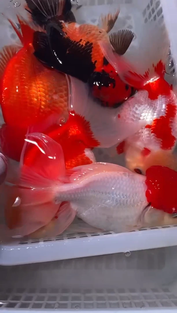 金鱼无开箱视频不售后金鱼冷水鱼5条