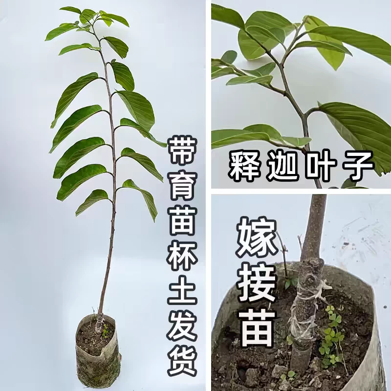 劲绿凤梨释迦苗木绿植