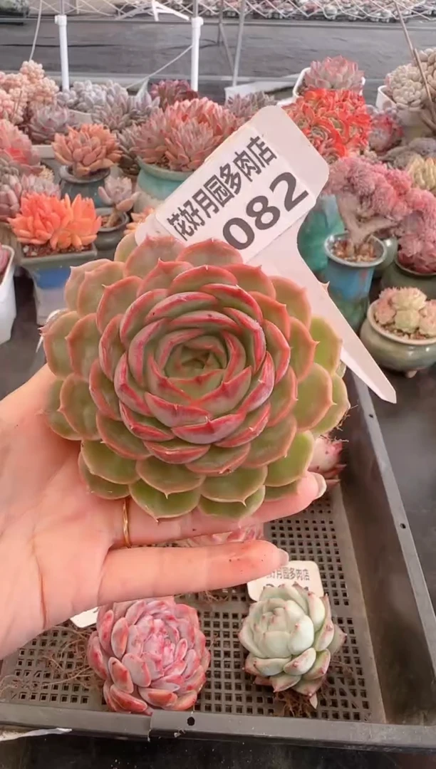 【闪购商品】3082.