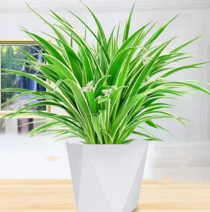 金边青叶吊兰盆栽室内阳台垂吊花卉好养吸除甲醛