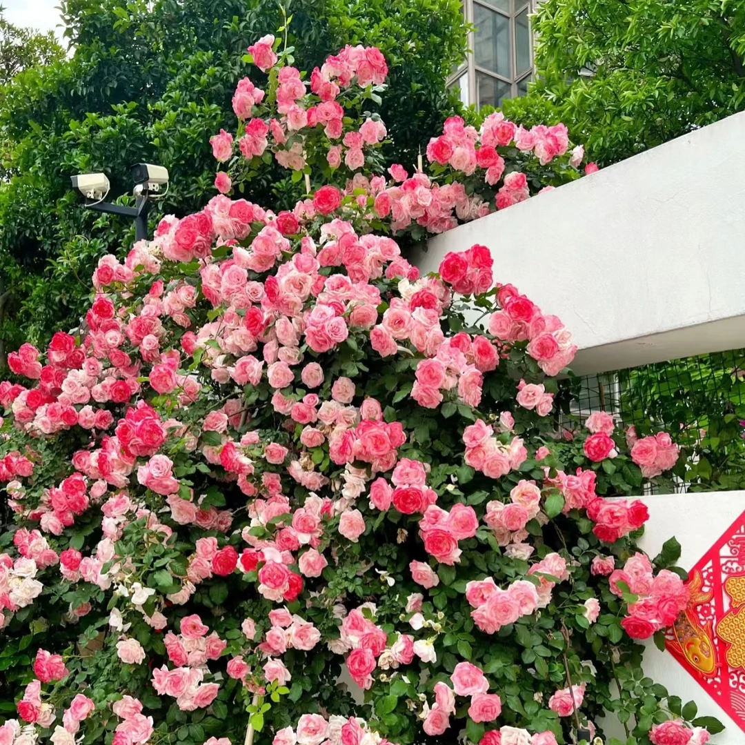 1.6-1.7米樱霞欧月藤本月季花苗大苗庭院别墅花园爬藤多季开花