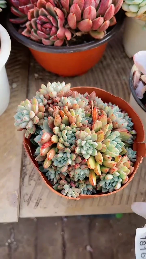 【闪购商品】18166