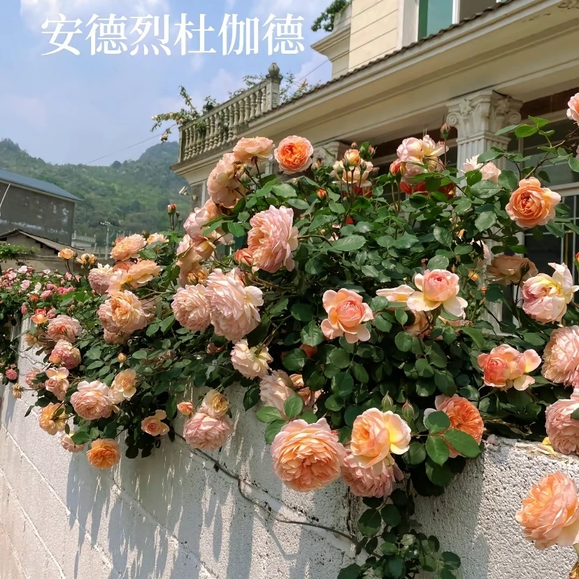 【安德烈 杜加德】 藤本月季大苗  四季阳台庭院种植爬藤月季花苗