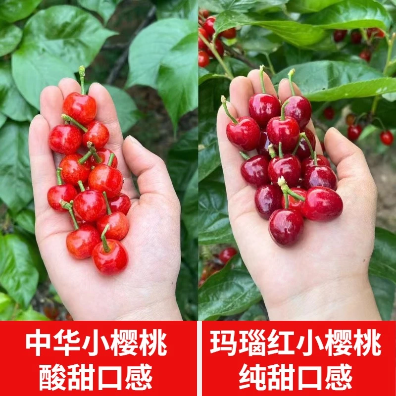 组合装+顺丰空运XL老品种小樱桃+纯甜玛瑙红樱桃2斤 内附果径卡