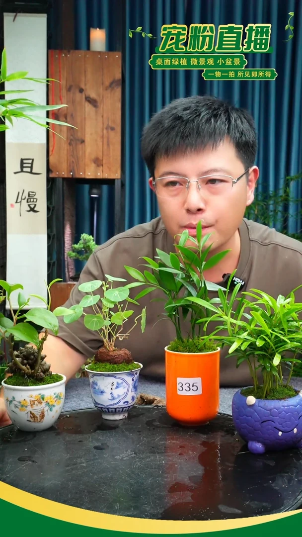 无花朵涼**瓜苔藓微景观335号