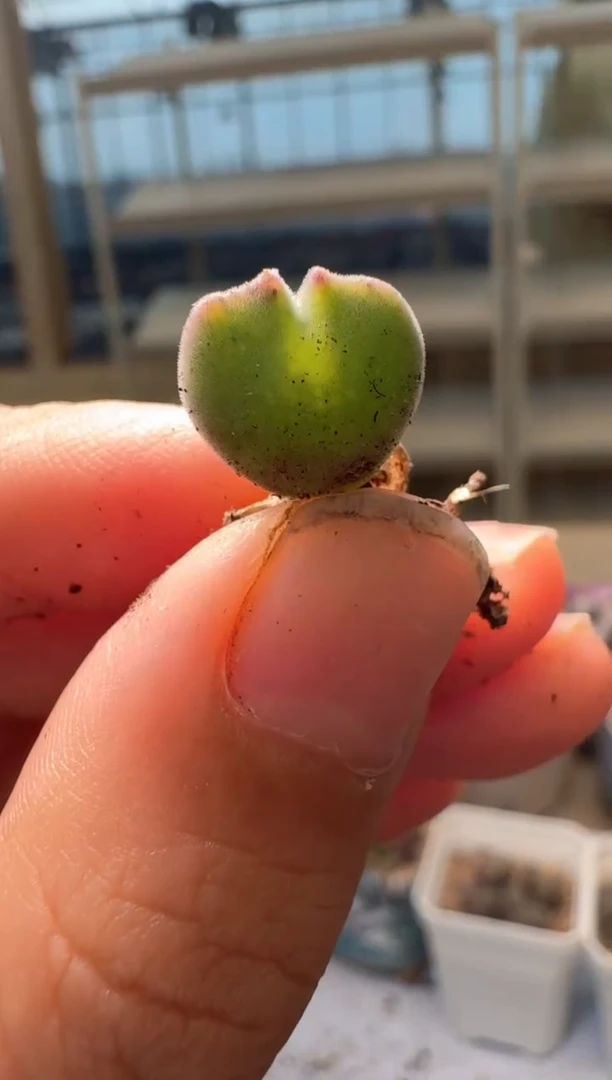 欧*28-324多肉植物肉锥猫耳空蝉