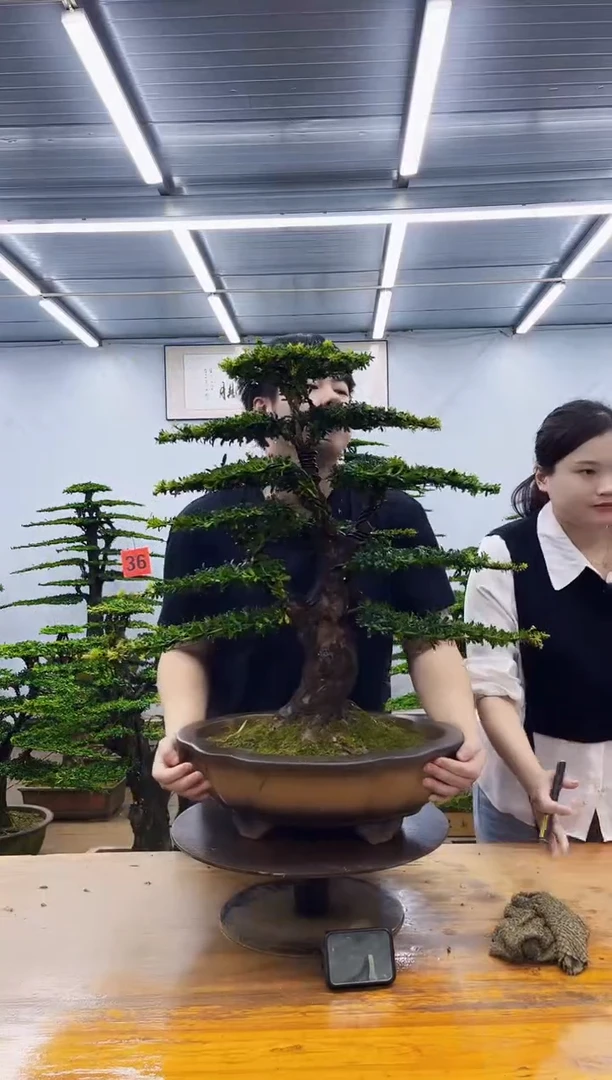无花朵一物一拍,所见即所得