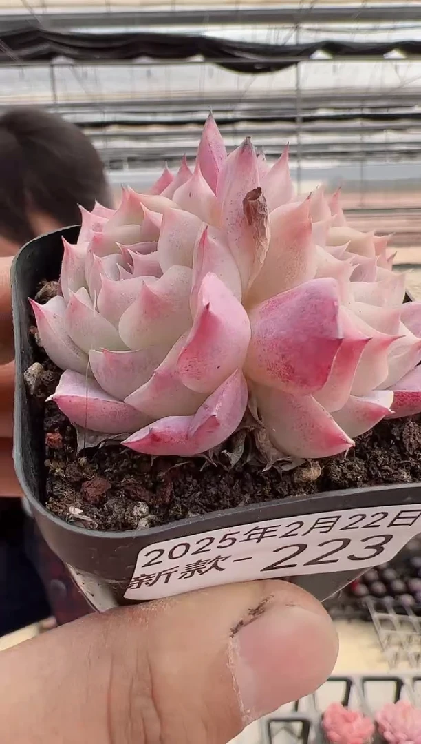 【闪购商品】新款多肉-223