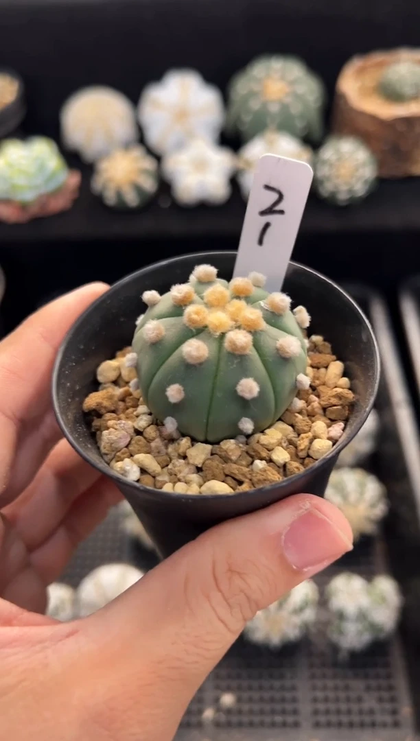 炸毛大油实生编码21