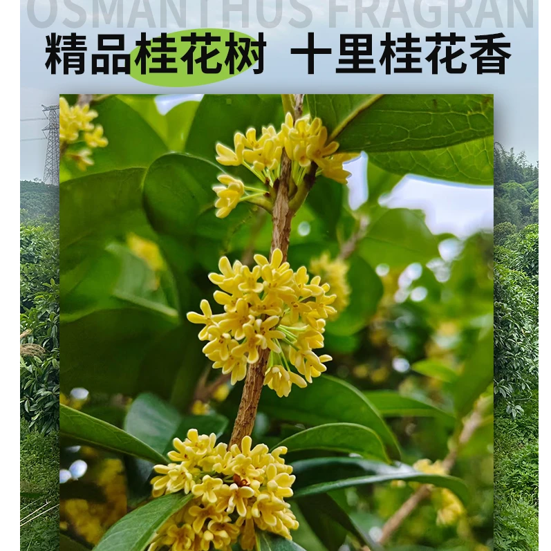 正宗精品桂花树苗适合地栽别墅庭院室外植物