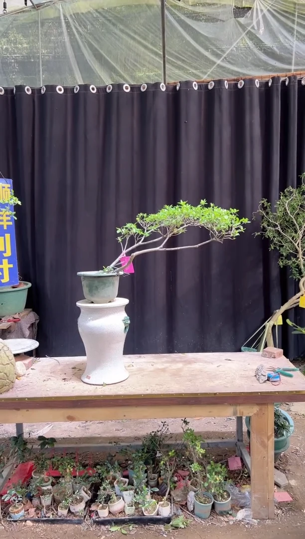 当前无花朵，栽培后可花朵贞***n海岛栀子花