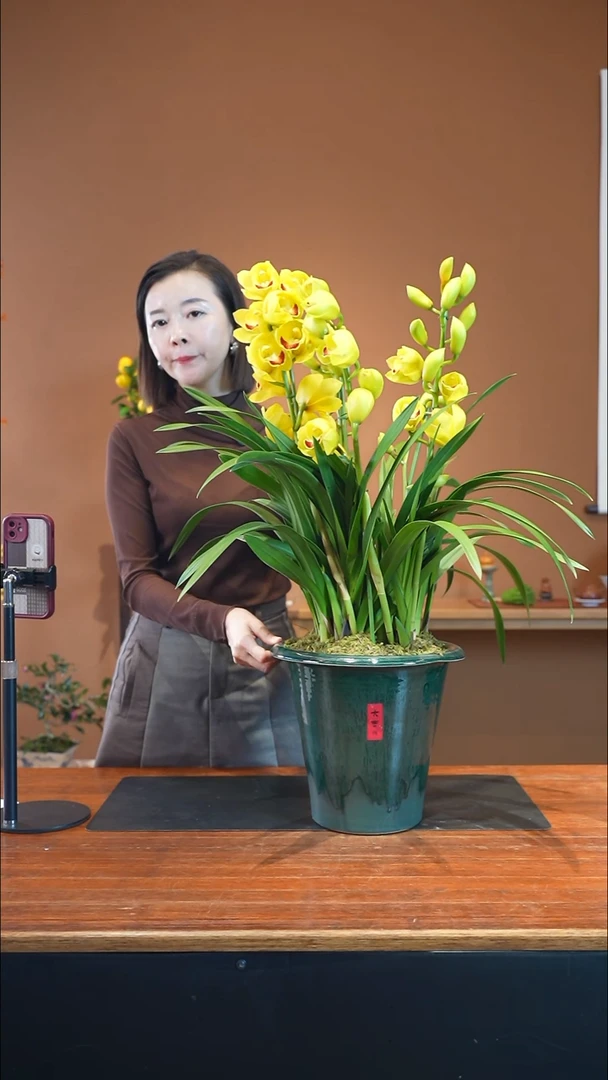 全部花朵月影盆景盆景