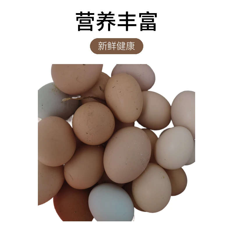 农户散养土鸡蛋玉米谷物喂养新鲜健康营养丰富现捡批发现发