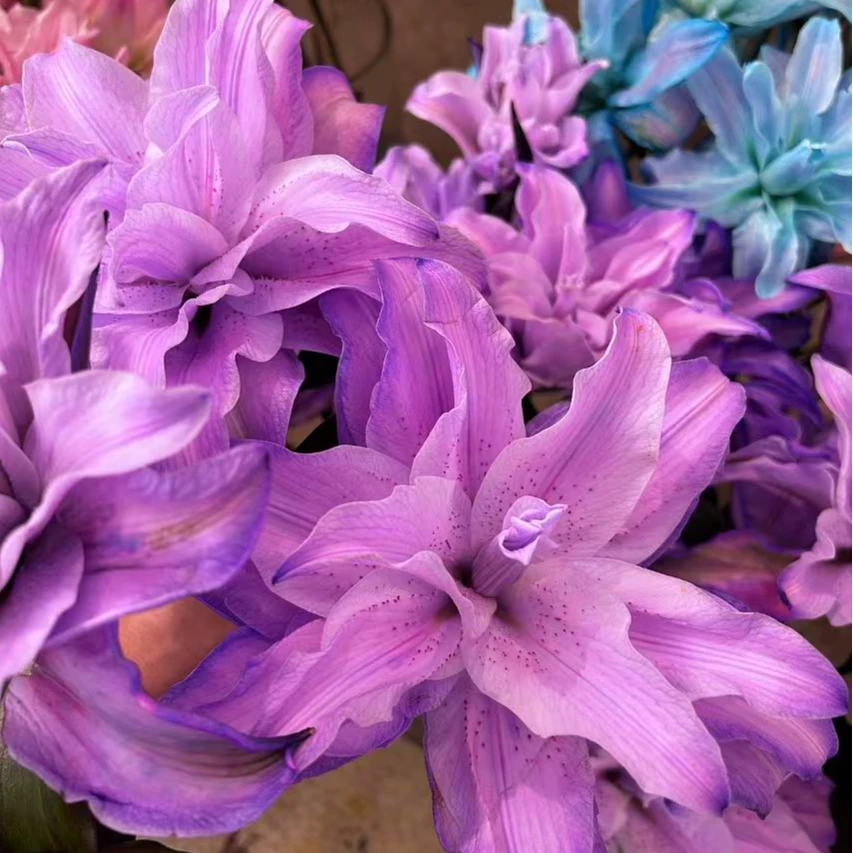 多头【凝夜幽兰】重瓣百合 栀子柠檬清香 夏天小清新 紫色吸色