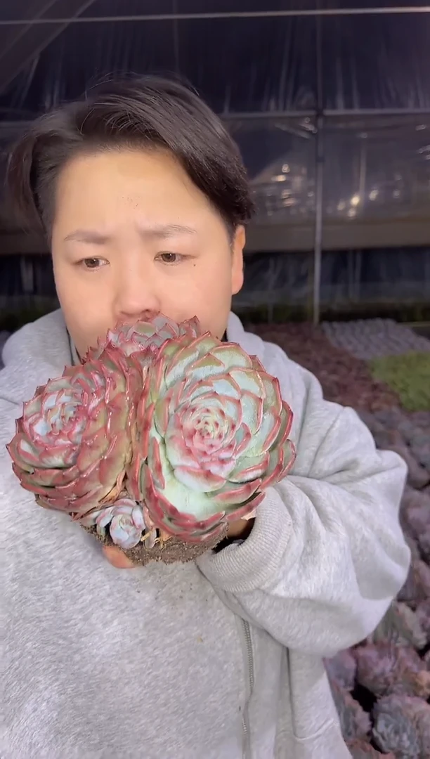 三头起皮卡丘9.99