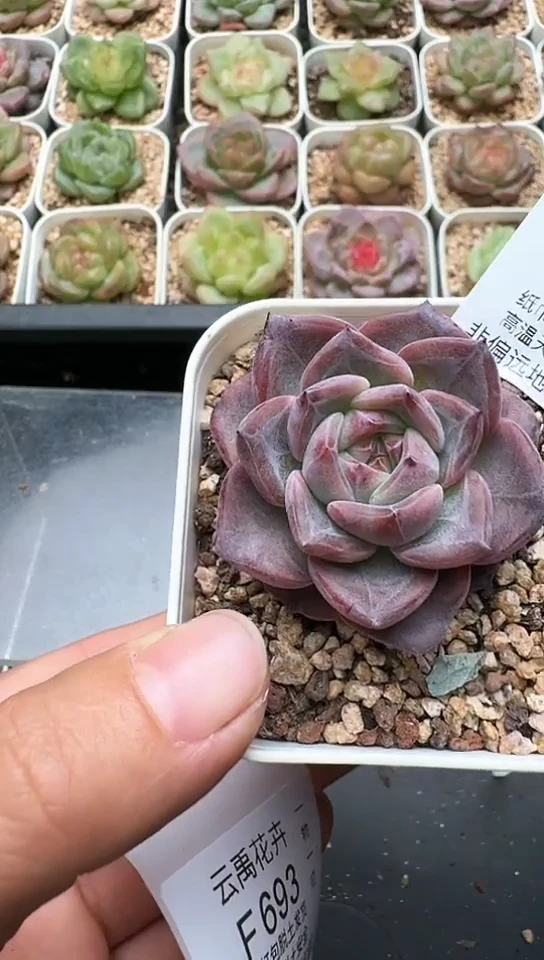 692F云禹多肉植物 默认脱土纸巾打包 3颗包邮