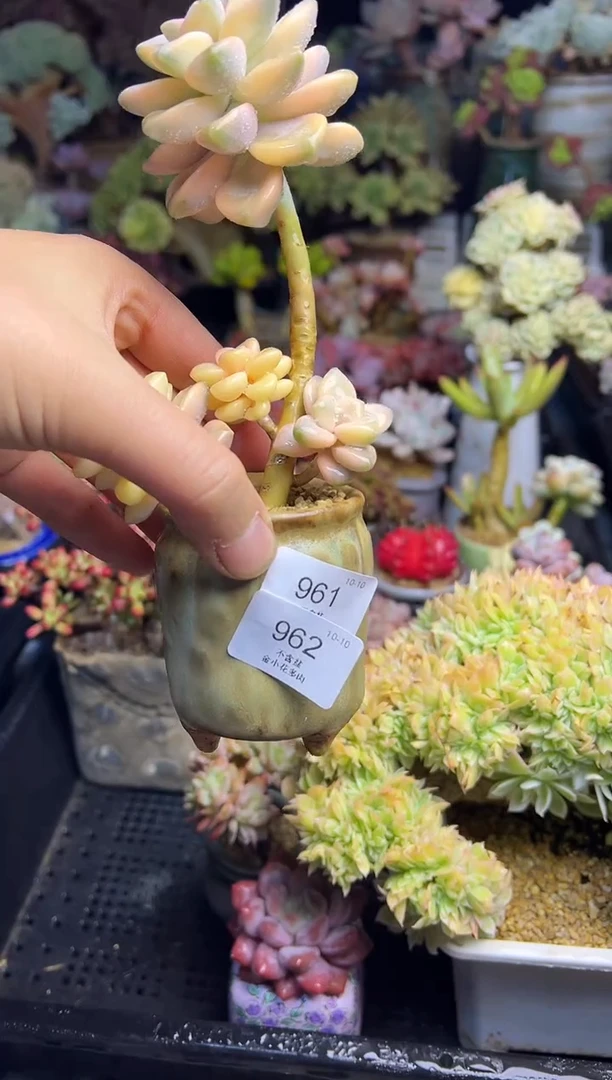 姜***喵962             花盆